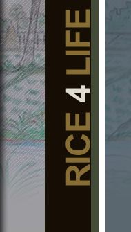 Rice4Life